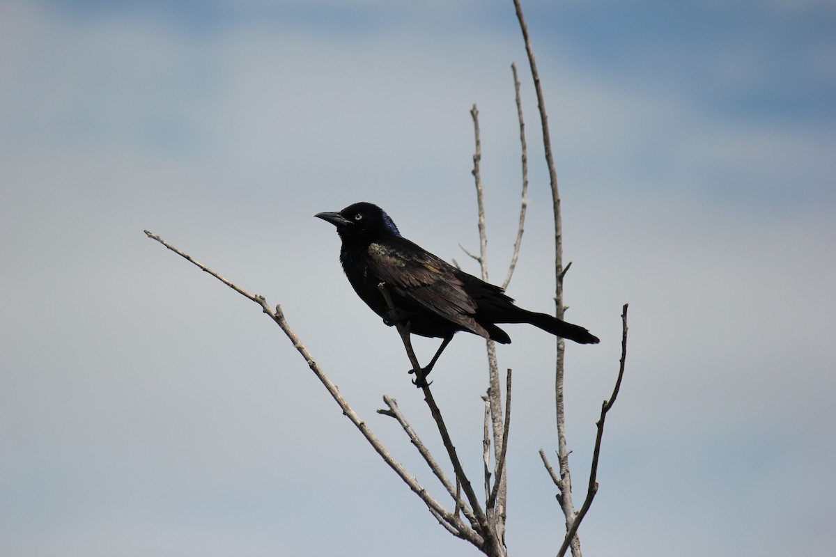 Common Grackle - ML620272268