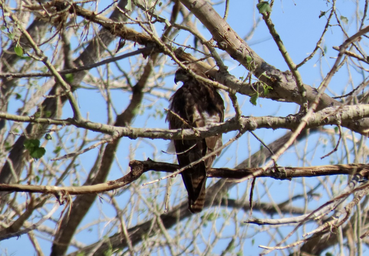 Red-tailed Hawk - ML620272269