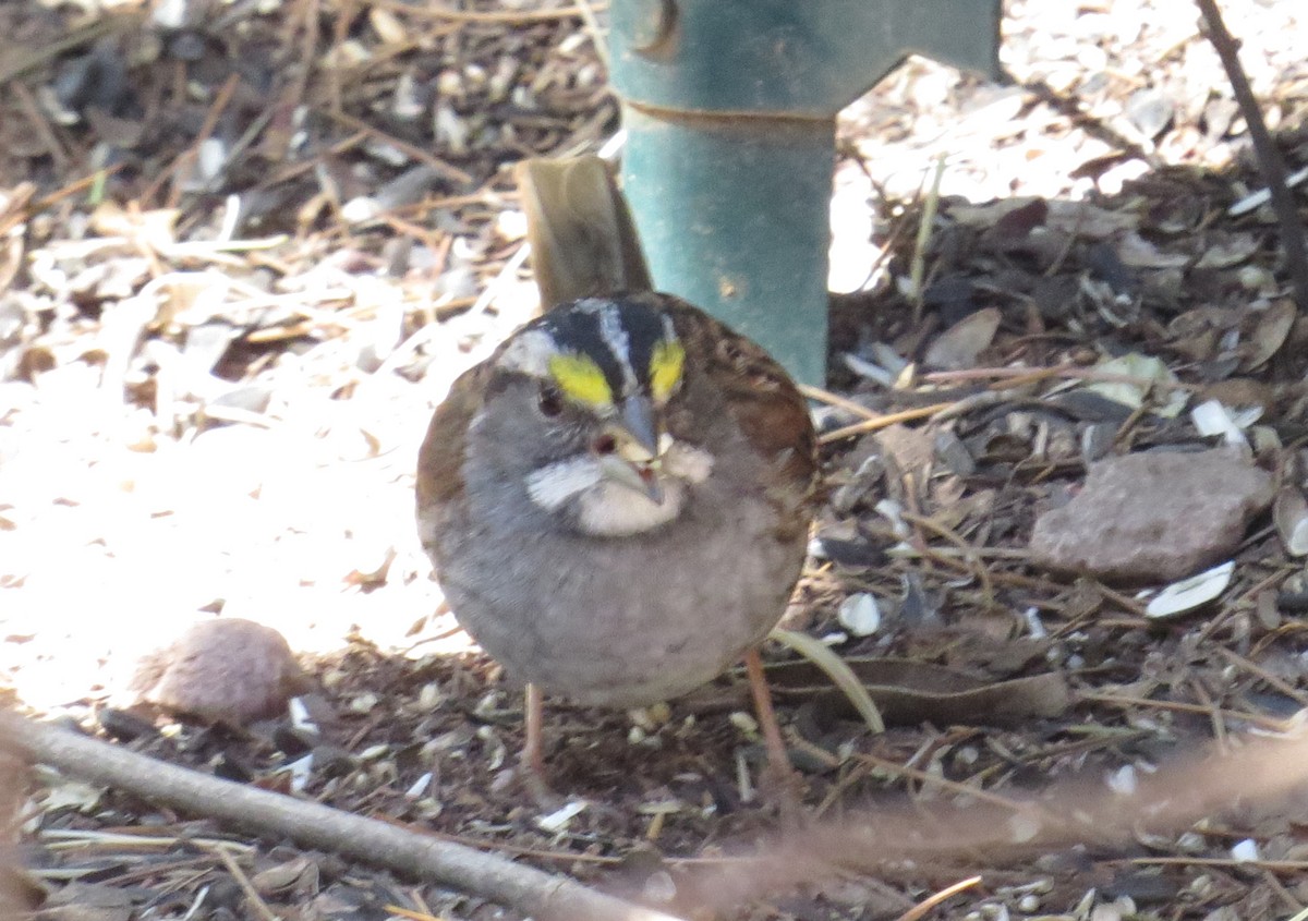 White-throated Sparrow - ML620272270