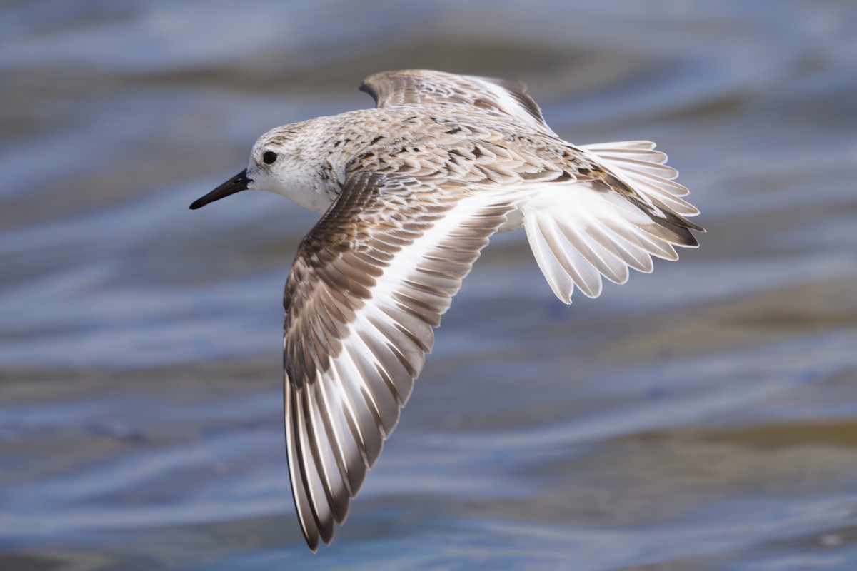 Bécasseau sanderling - ML620272271