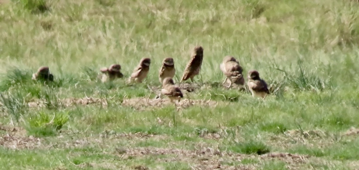 Burrowing Owl - ML620272276