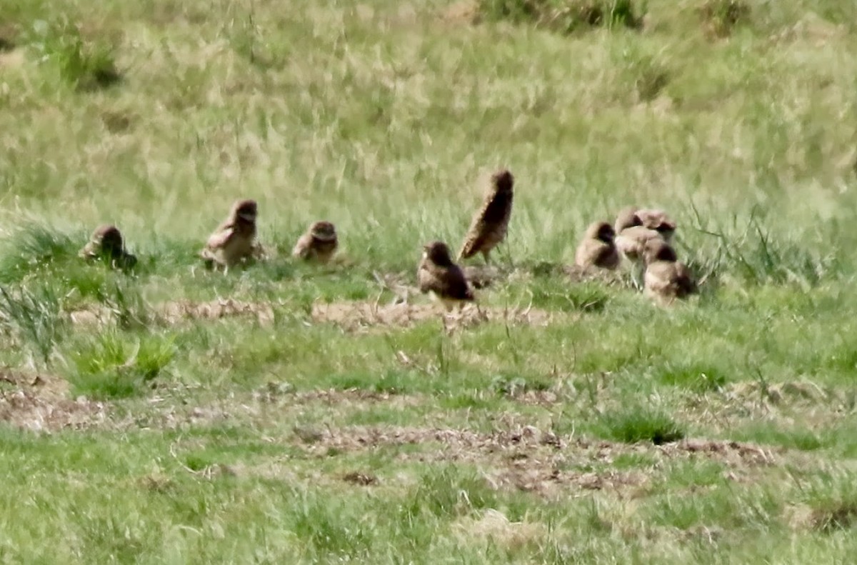 Burrowing Owl - Meg Reck