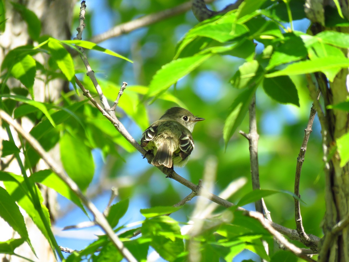 Least Flycatcher - ML620272282