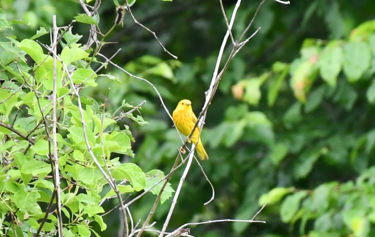 Paruline jaune - ML620272285