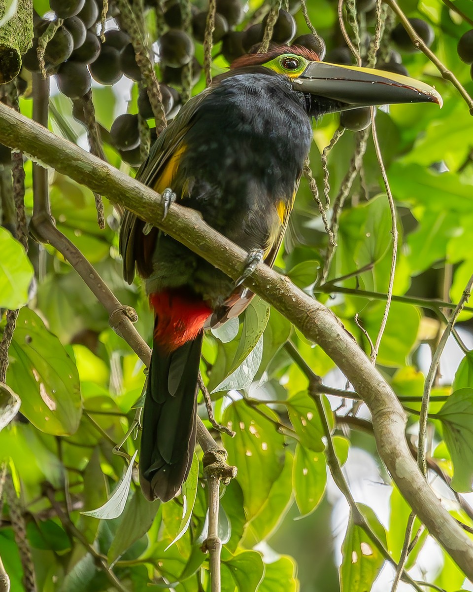 Yellow-eared Toucanet - ML620272287