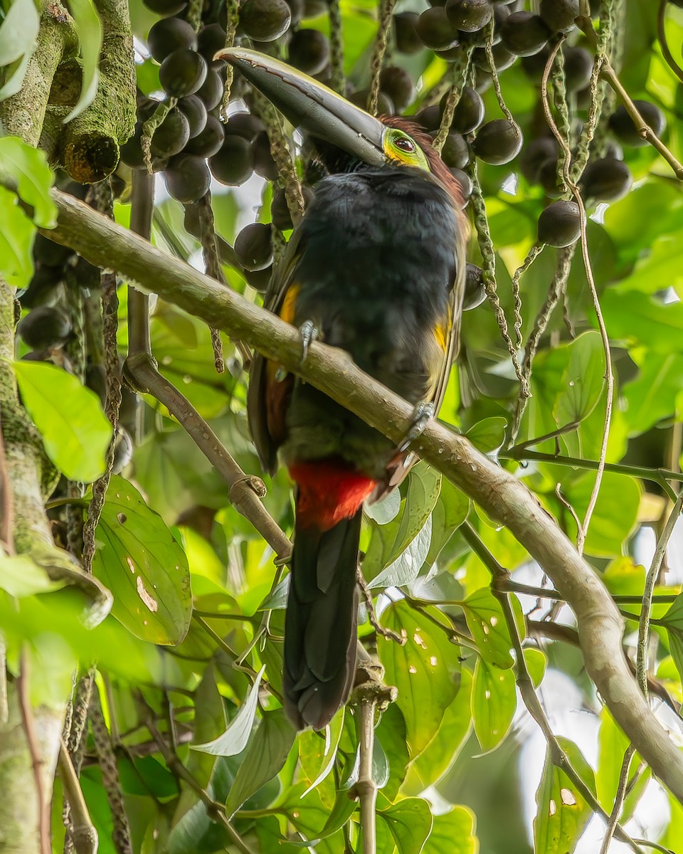 Toucanet à oreilles d'or - ML620272288