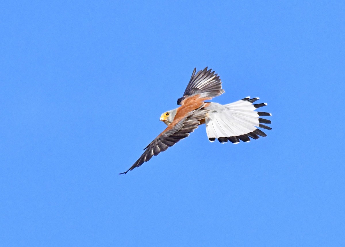 Lesser Kestrel - ML620272294