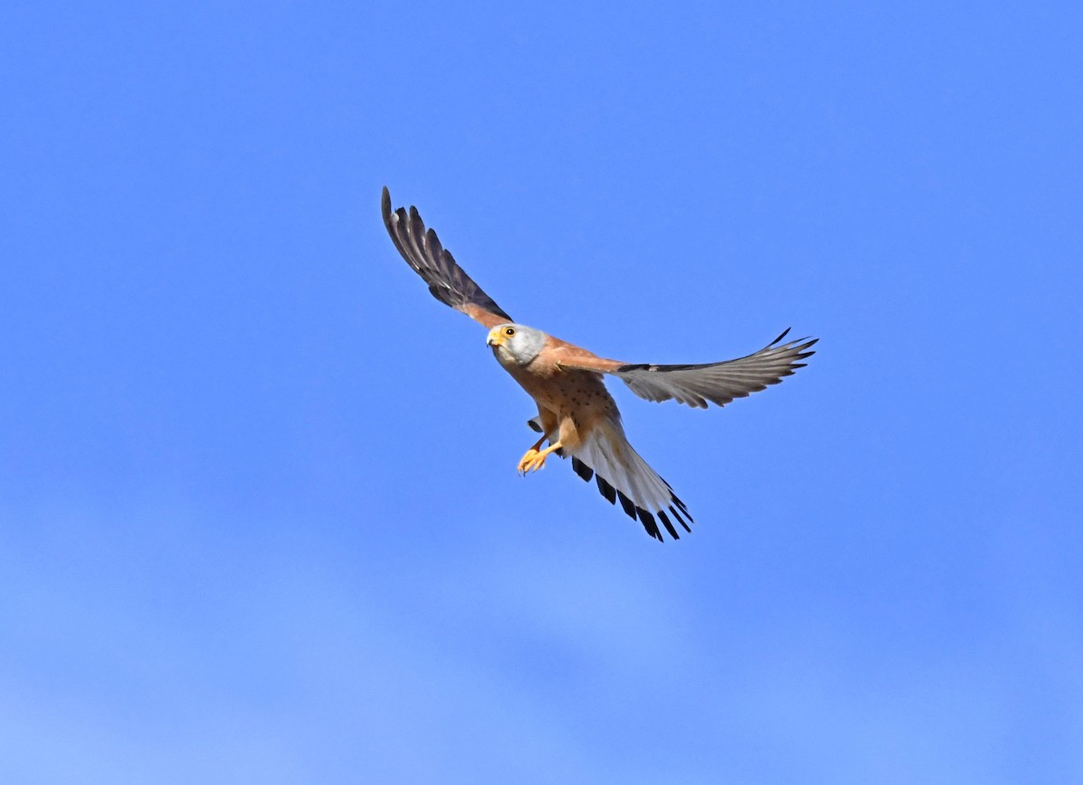 Lesser Kestrel - ML620272295