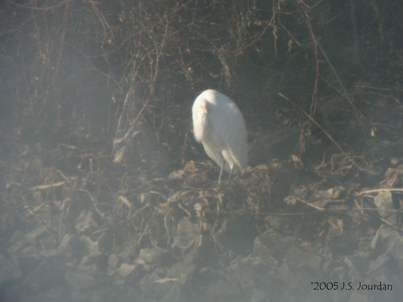 Great Egret - ML620272305