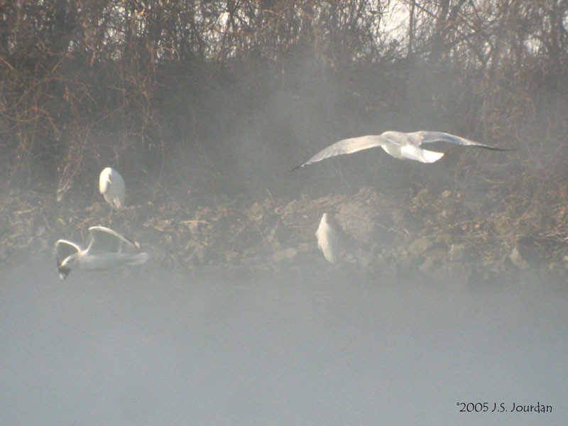 Great Egret - ML620272306