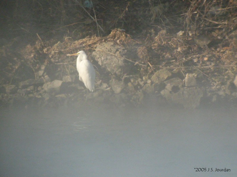 Great Egret - ML620272308
