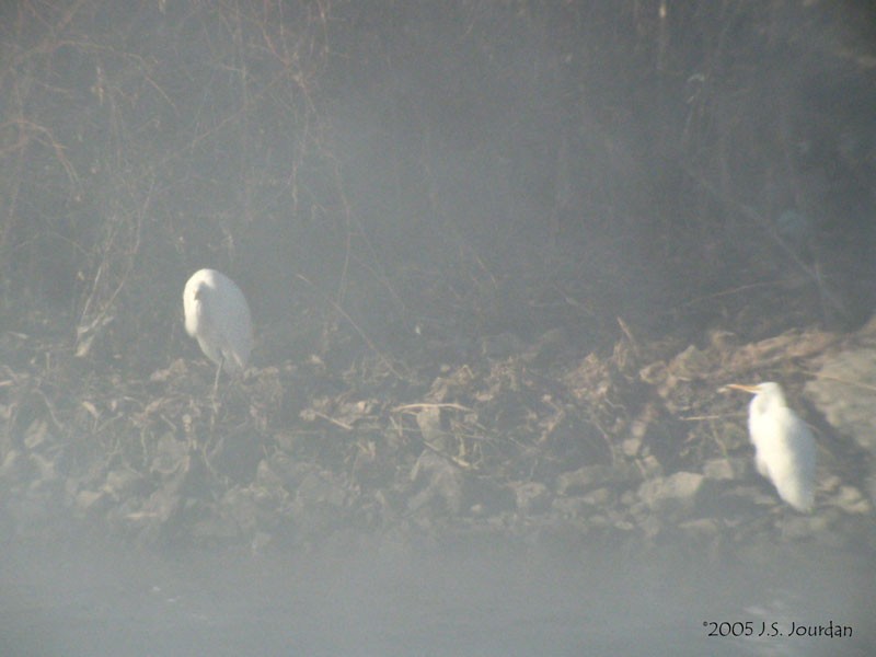 Great Egret - ML620272309