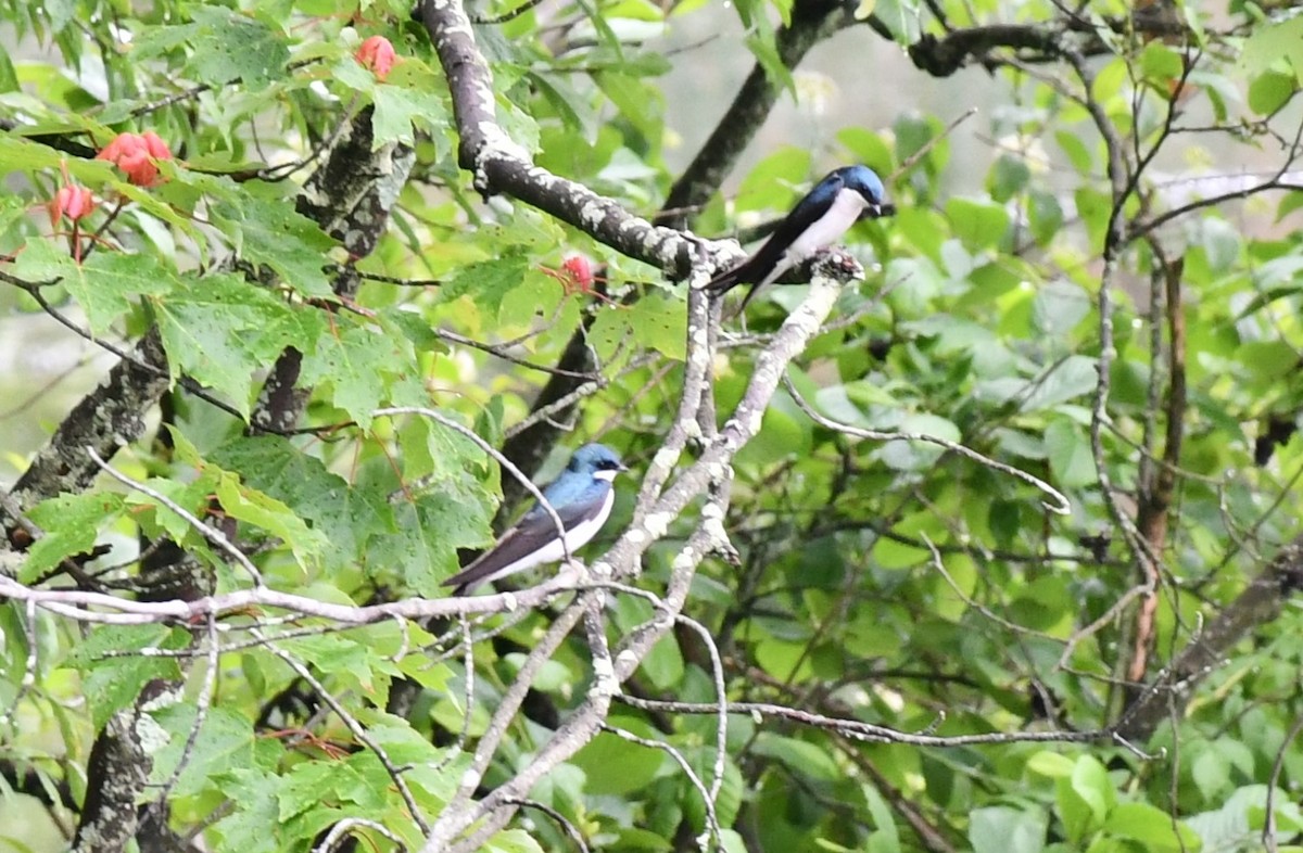 Tree Swallow - ML620272316