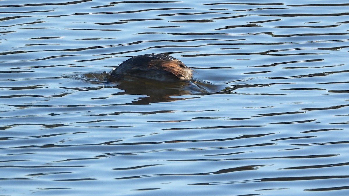 Australasian Grebe - ML620272319