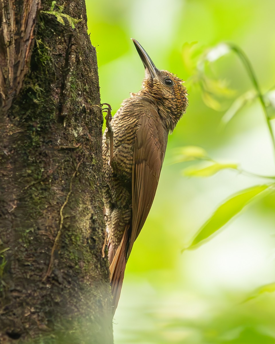 Northern Barred-Woodcreeper - ML620272320