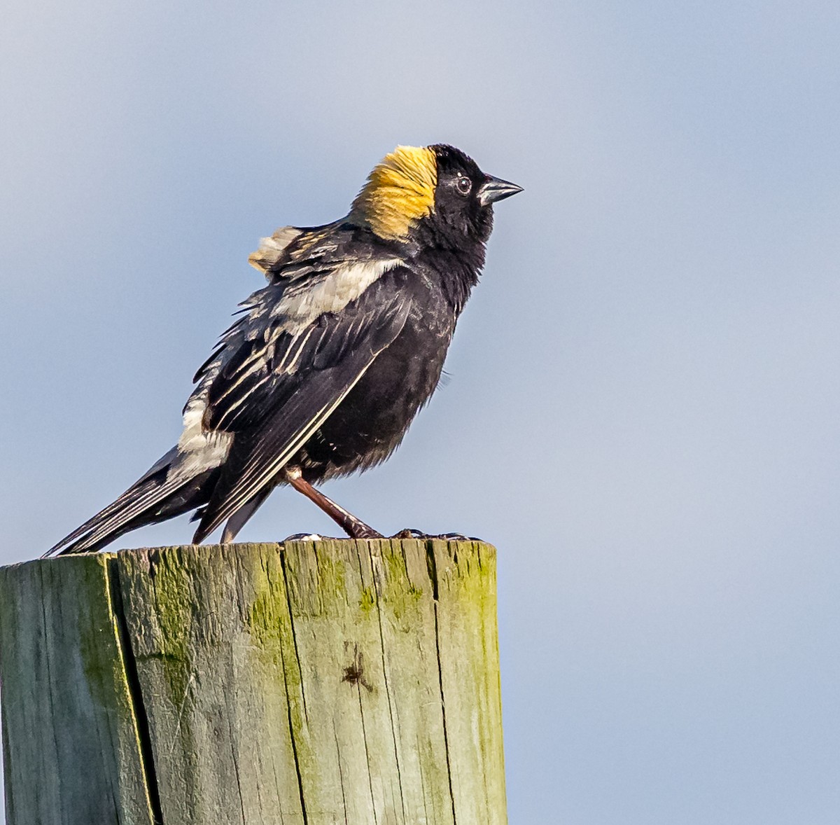 Bobolink - ML620272323