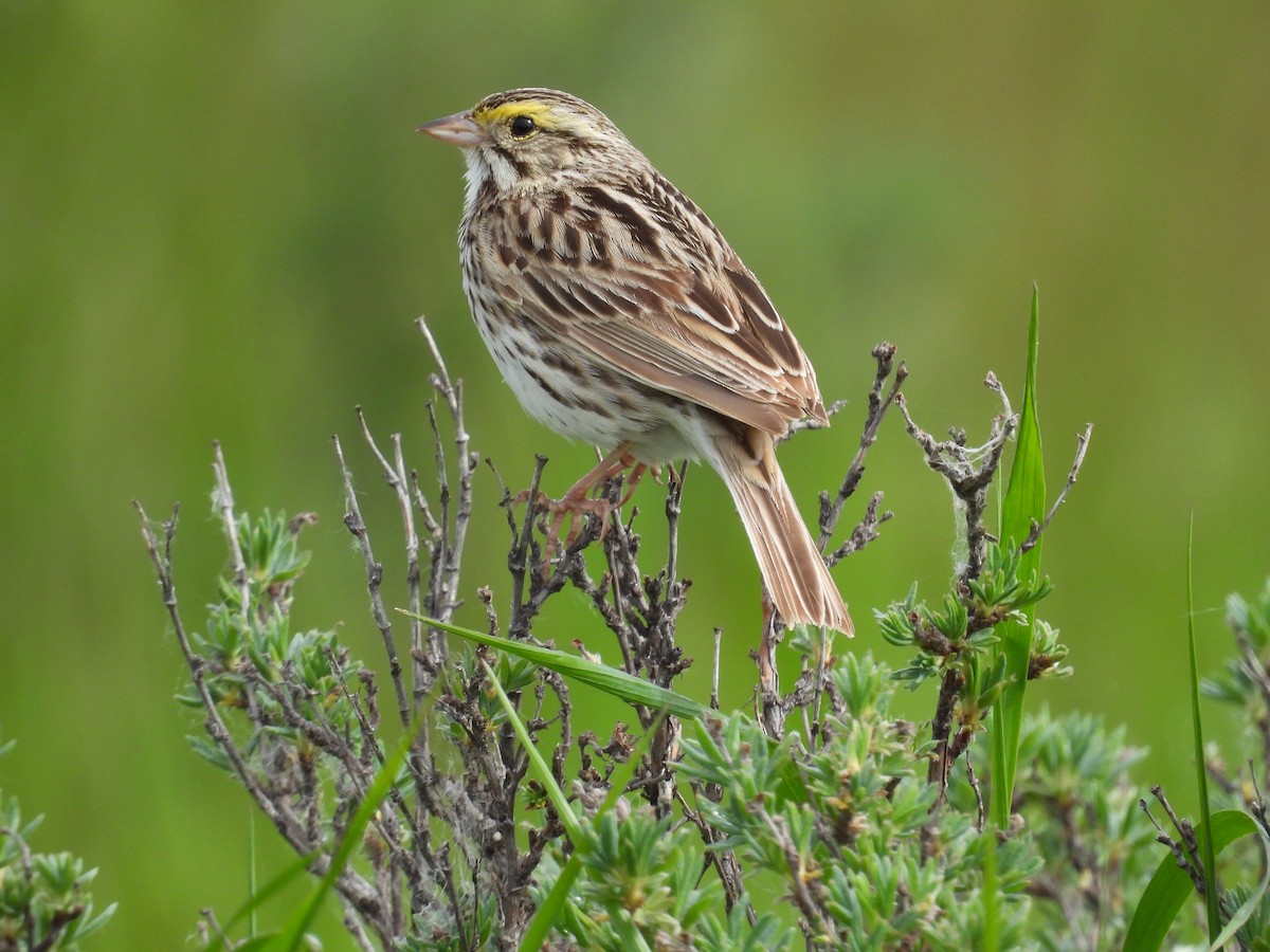 Savannah Sparrow - ML620272327