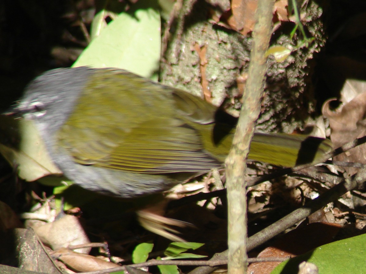 White-browed Warbler - ML620272328