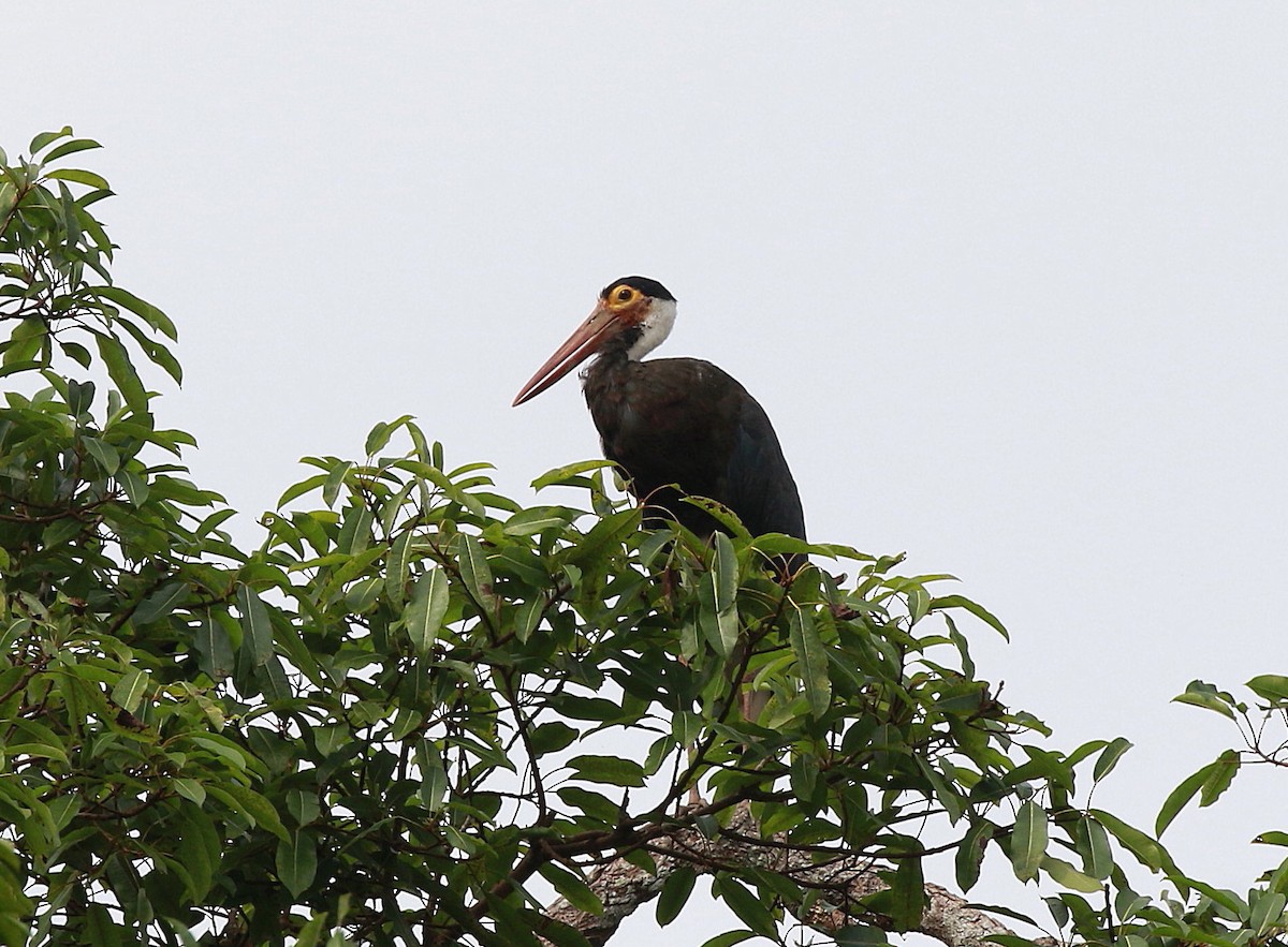 Höckerstorch - ML620272333