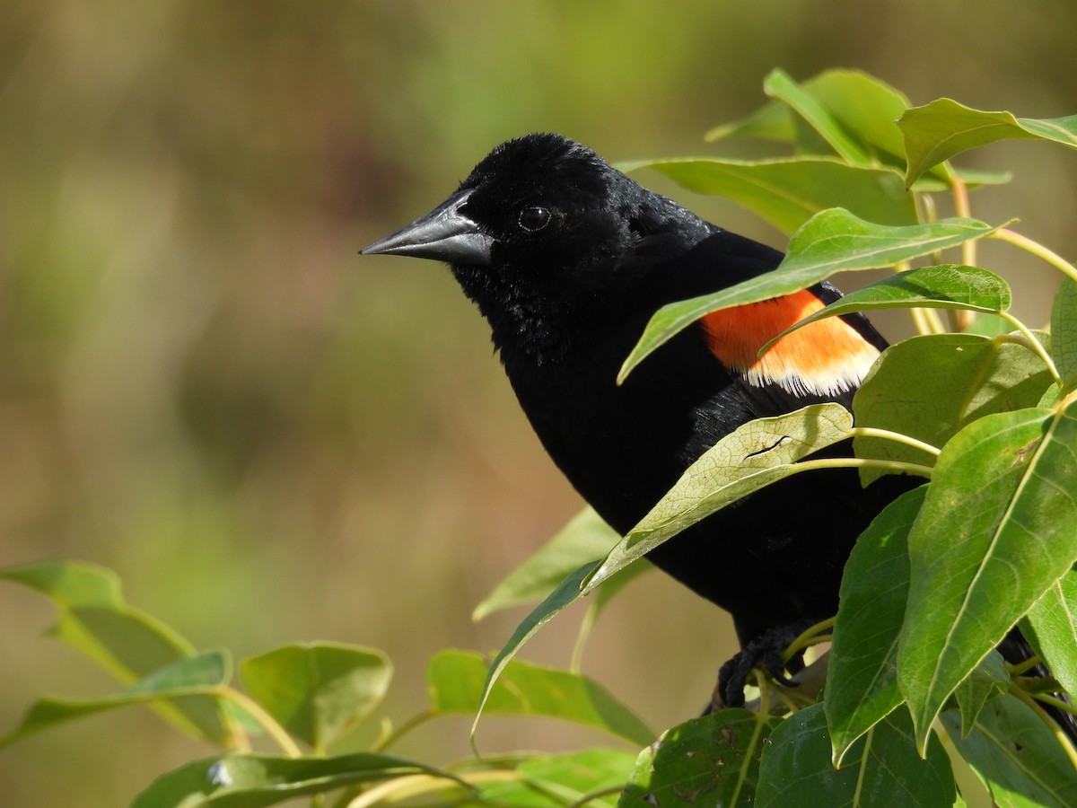 Red-winged Blackbird - ML620272336