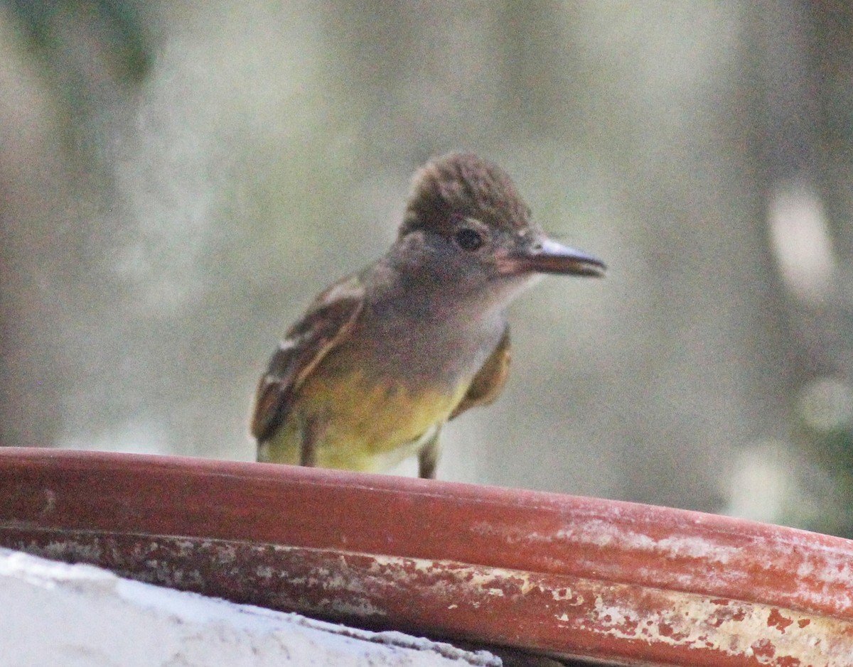 Great Crested Flycatcher - ML620272339