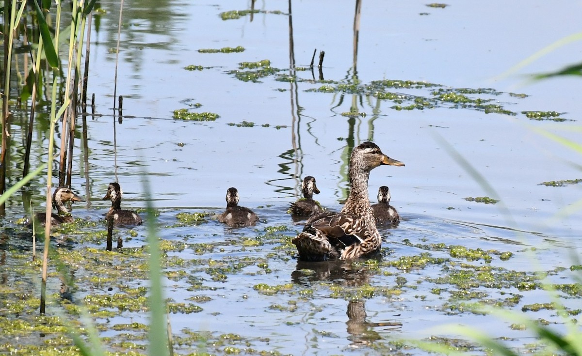 マガモ - ML620272343