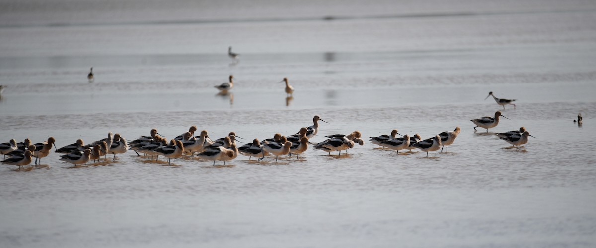 Avoceta Americana - ML620272344