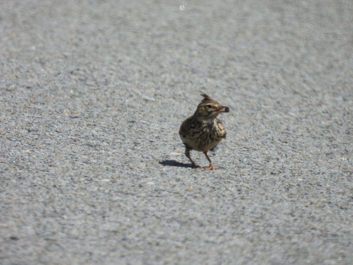 Crested Lark - ML620272351