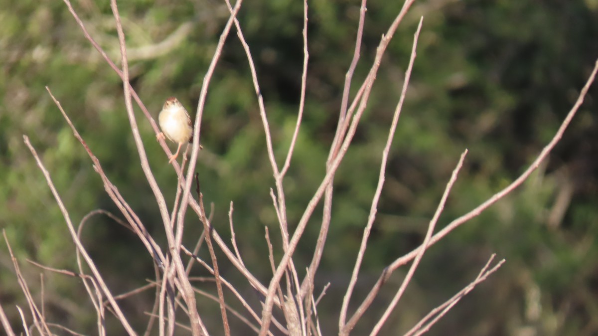 Rattling Cisticola - ML620272360