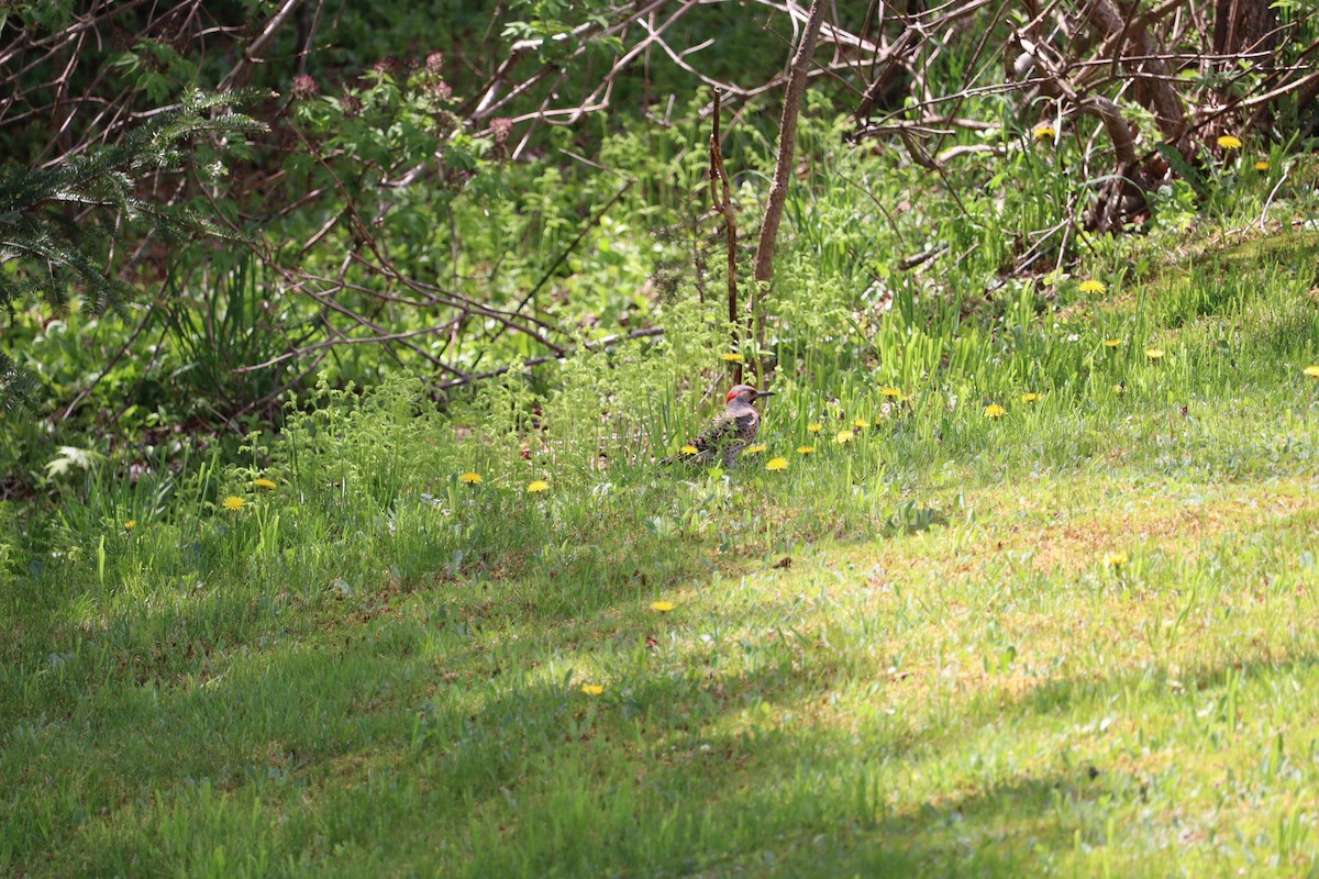 Northern Flicker - ML620272362