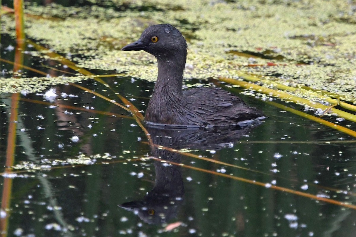 Least Grebe - ML620272368