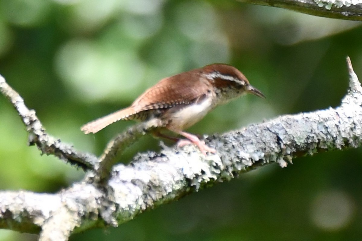 Carolina Wren - ML620272372