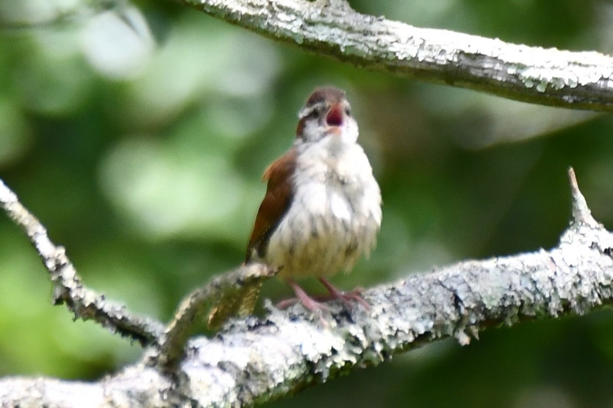 Carolina Wren - ML620272375