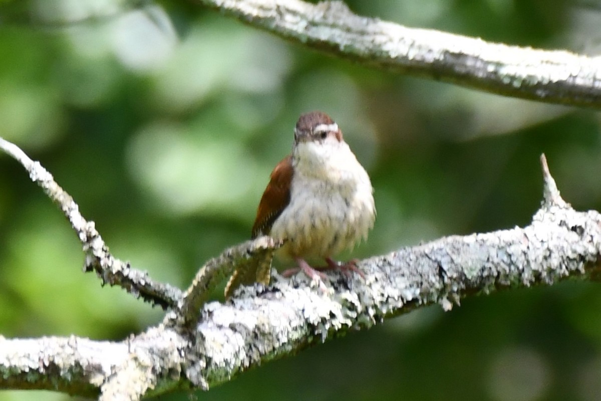 Carolina Wren - ML620272376