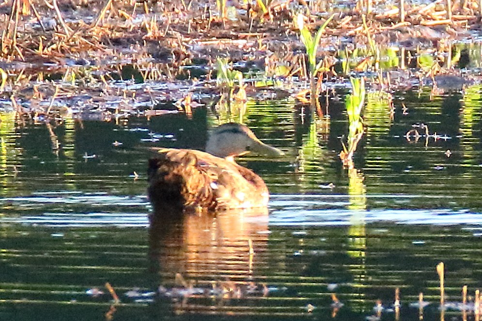 アメリカガモ - ML620272381