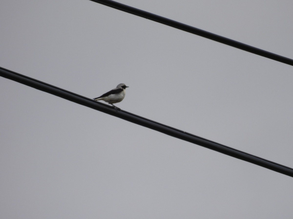 Northern Wheatear - ML620272397