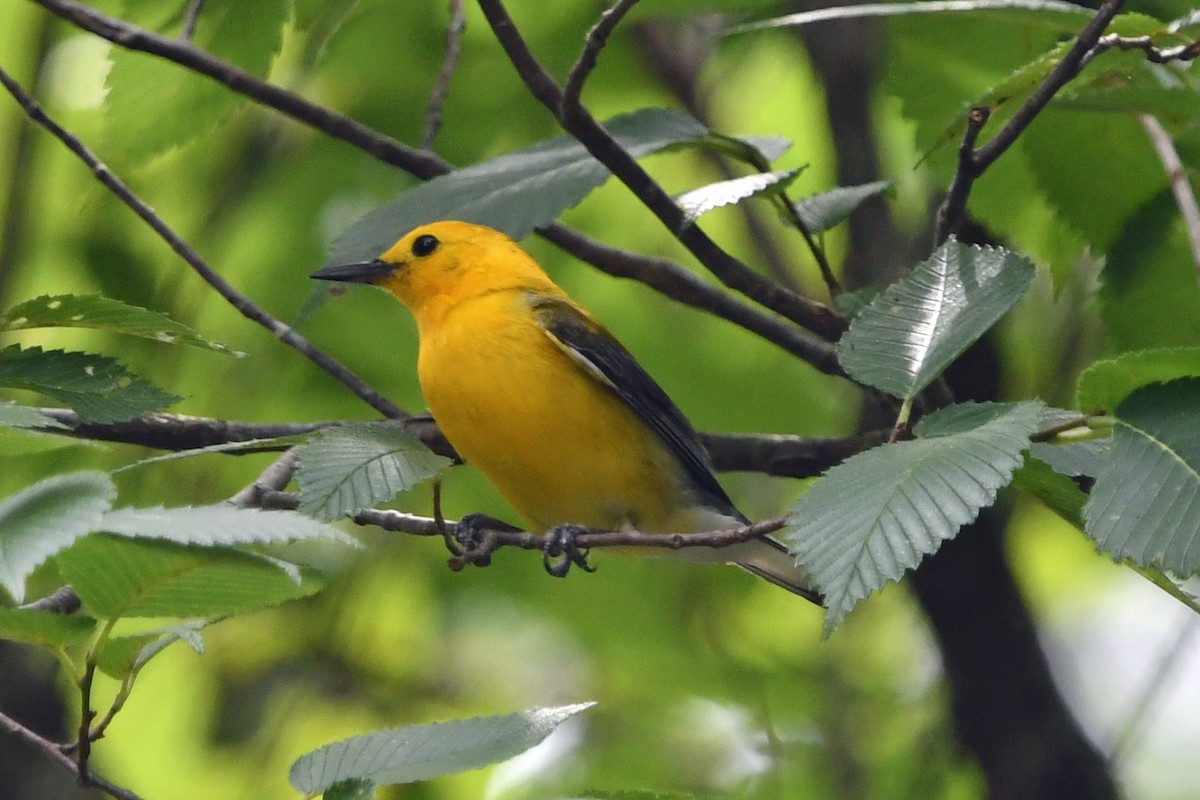 Prothonotary Warbler - ML620272401