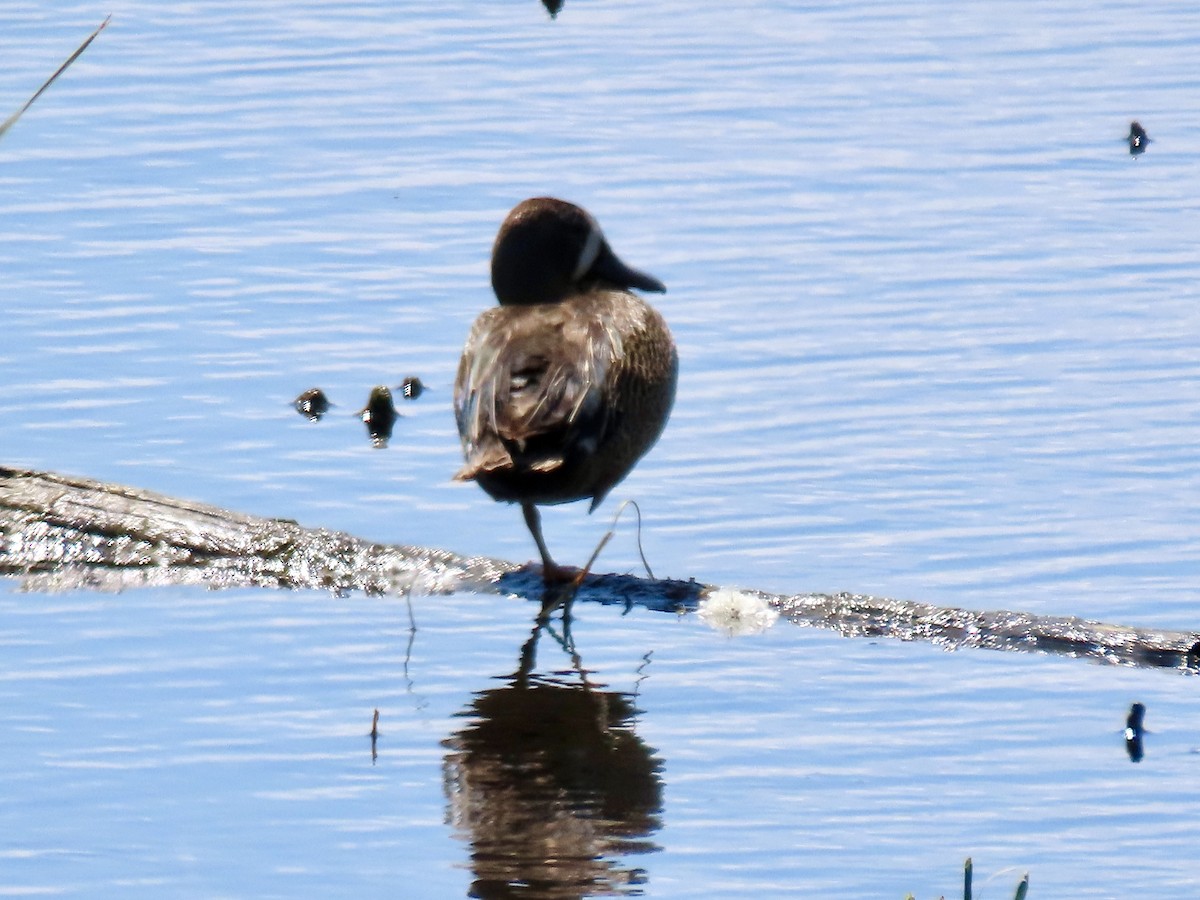 Blue-winged Teal - ML620272403