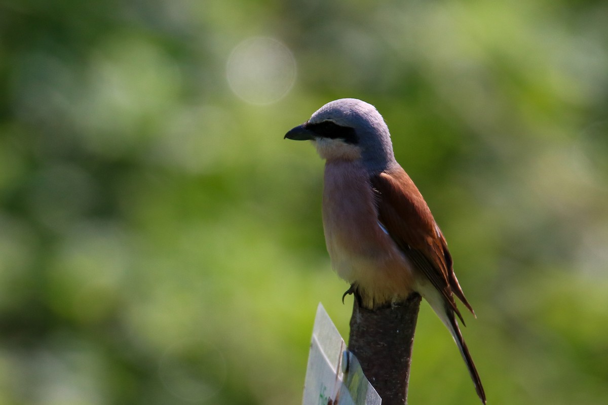 Red-backed Shrike - ML620272404