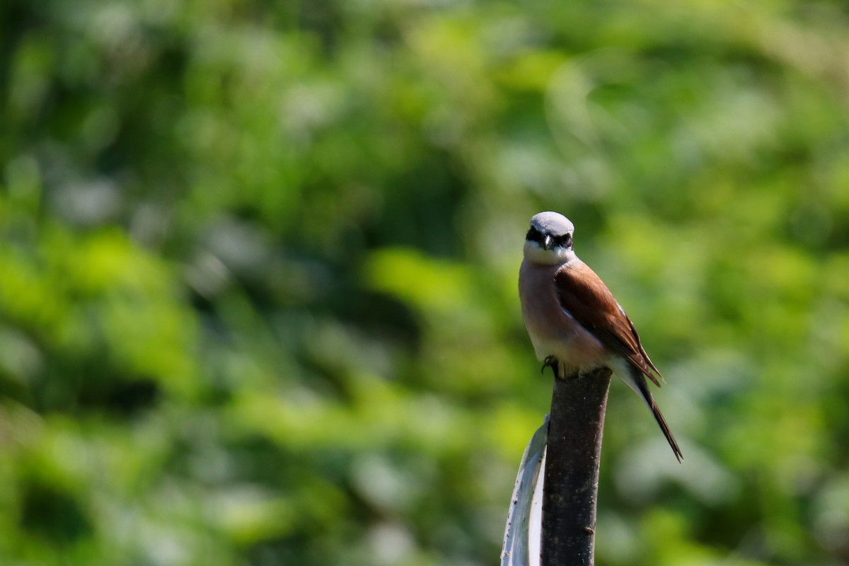 Red-backed Shrike - ML620272405