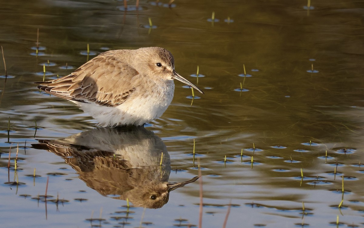 Dunlin - ML620272406