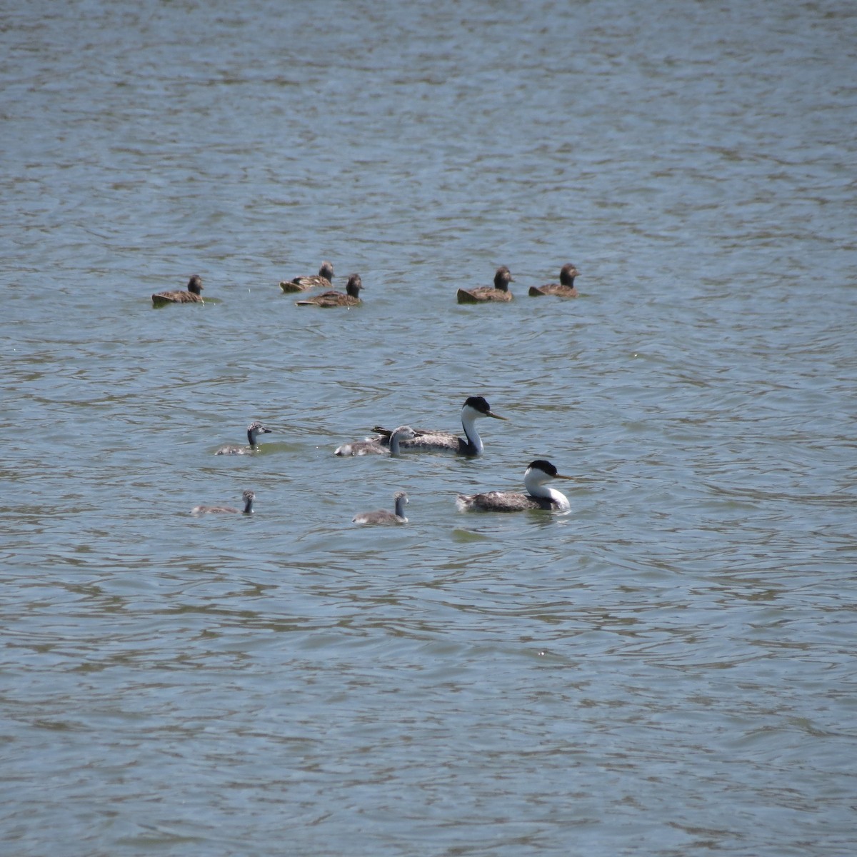 Western Grebe - ML620272407