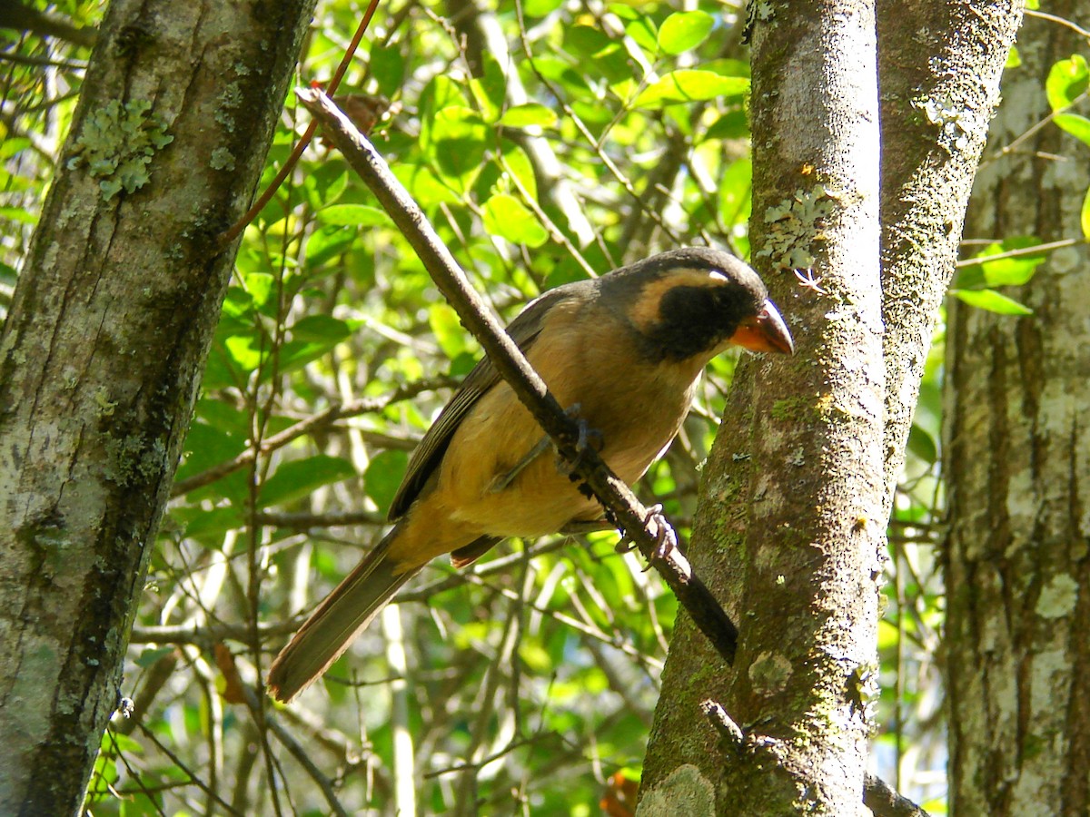 Saltator à bec orange - ML620272408