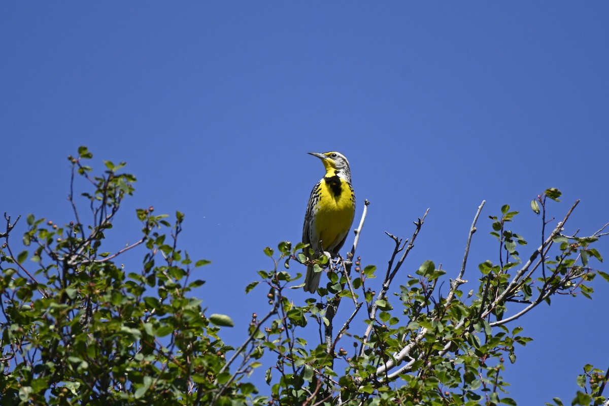 Western Meadowlark - ML620272410