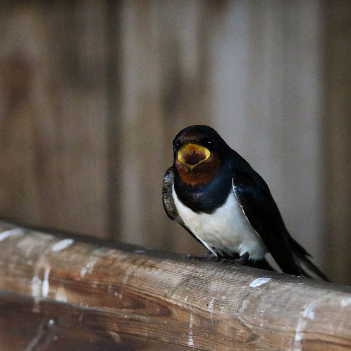 Barn Swallow - ML620272420