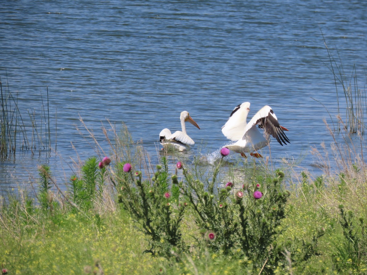 American White Pelican - ML620272422