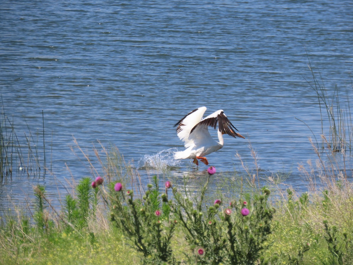 American White Pelican - ML620272423