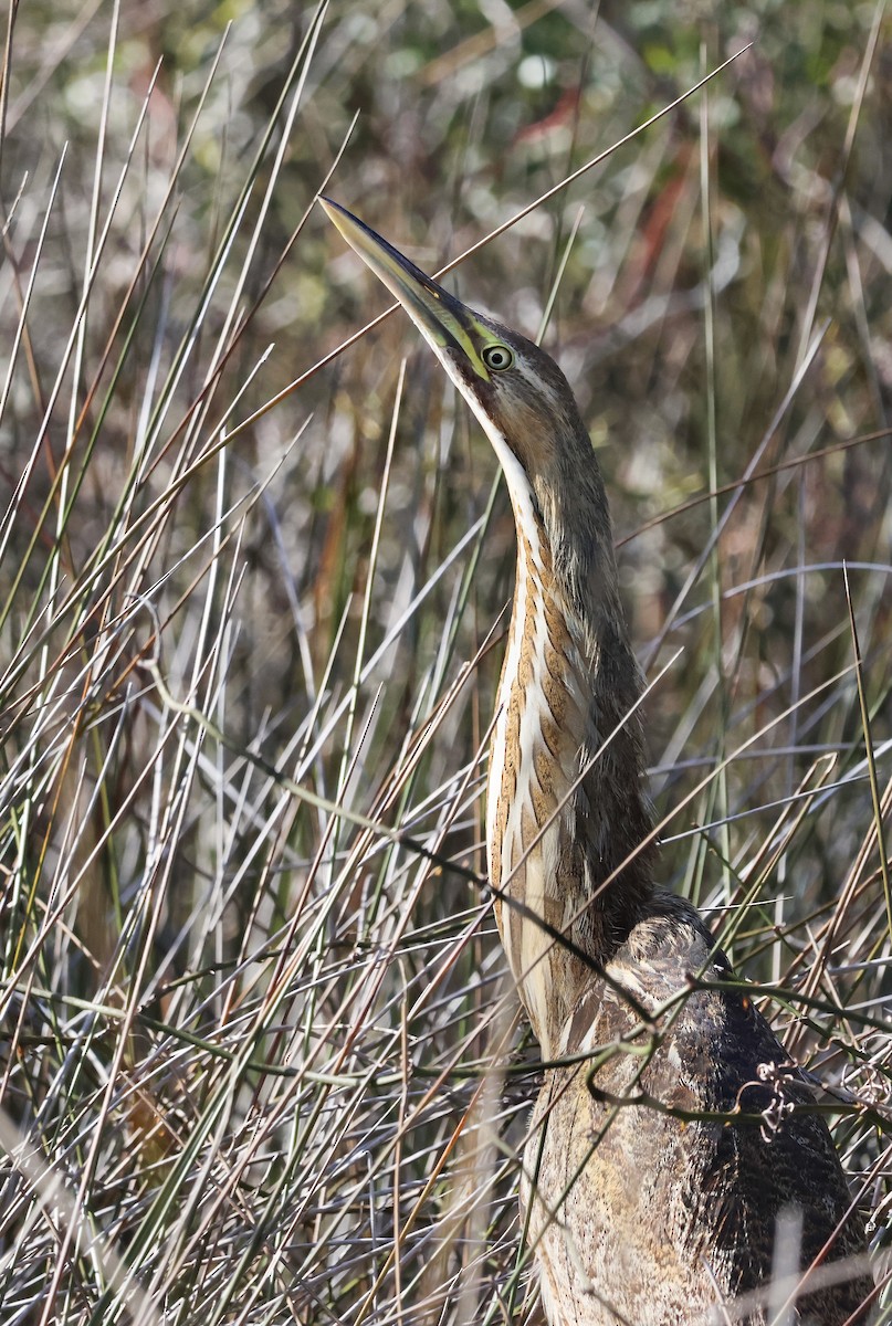 American Bittern - ML620272430