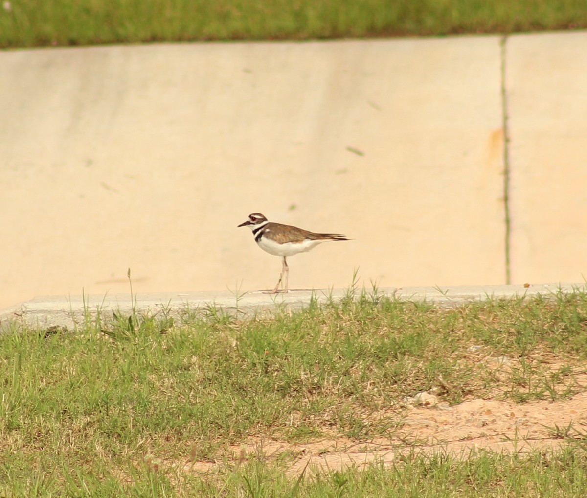 Killdeer - ML620272431