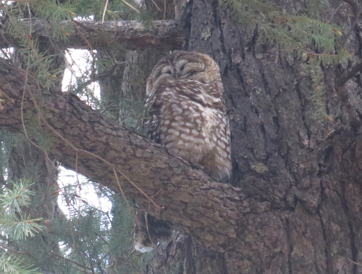 Spotted Owl (Mexican) - ML620272432
